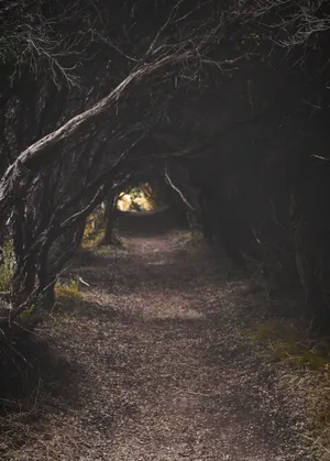 树林小路风景图片_1