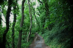 林间小道图片