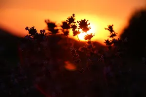 唯美黄昏景色剪影图片_1