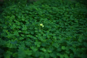 绿草桌面壁纸图片第1张