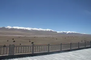 蓝天高山草原牛群图片