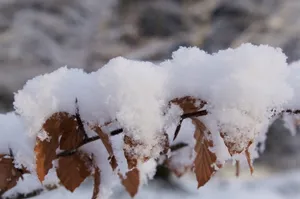 冬天树枝上积雪图片_1