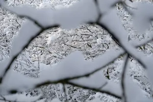 冬季树木雪景摄影图片_1