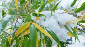 冬天竹林积雪图片