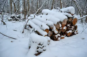 森林雪地木材堆图片_1