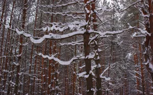 寒冬树林雪景图片_1