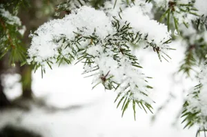 初雪的图片_1