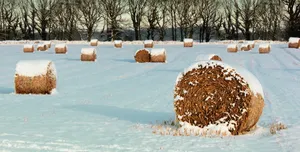 冬季雪地草垛图片_1