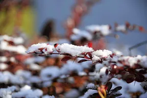 初雪图片