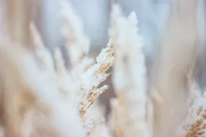 霜雪麦穗图片_1