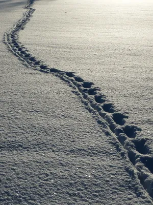 雪地脚印图片第1张