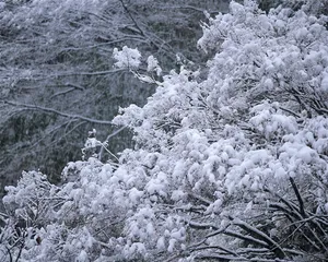 雪中树林高清图片第1张