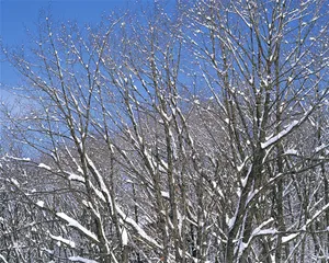 树木雪景图片