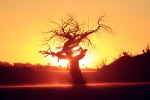 北戴河夕阳大树美景图片第1张