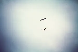 天空飞鸟图片