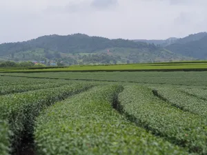 绿色茶园风光图片_1