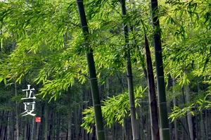 立夏竹林图片_1