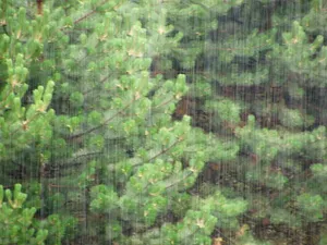 雨中美景图片