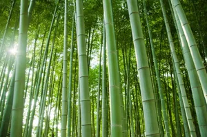 绿色竹林图片_1