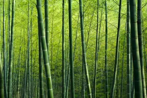 绿色竹林风景图片_1