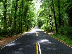 绿色树林公路风景图片