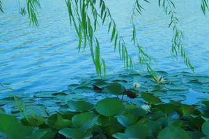 高清湖边风景图片_1