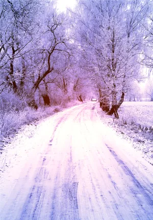 雪中的小路图片