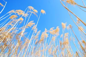 芦苇天空风景图片