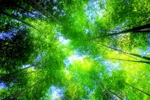 竹林风光素材图片