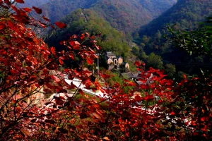 枫叶风景素材图片