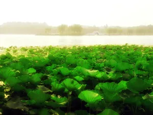 荷花风景图片