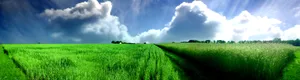 草地风光图片