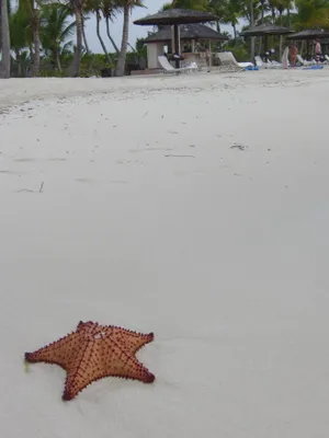 白色沙滩海星图片_1