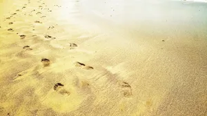 黄色沙滩图片_1