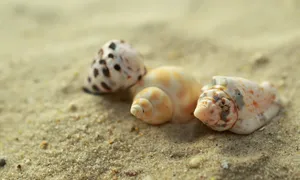 沙滩贻贝图片_1