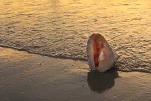 大海海螺贝壳图片第1张