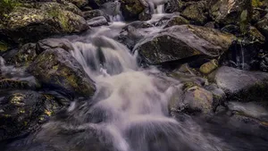 森林里的溪流图片_6