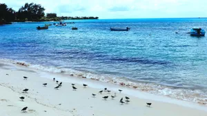 巴巴多斯海滩风景图片_4