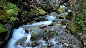 森林深处的山间流水图片_5