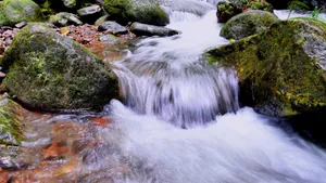 森林深处的山间流水图片_7