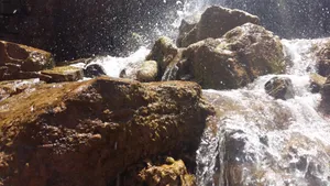森林深处的山间流水图片_12