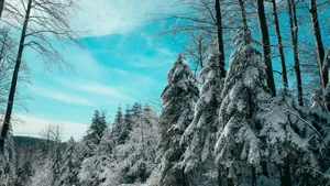冬季白雪覆盖的森林图片_8