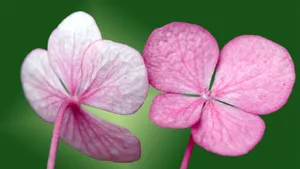 美丽成双的花儿