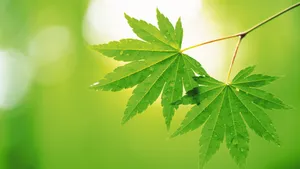 美丽成双的花儿_3