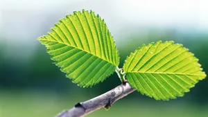 美丽成双的花儿_4