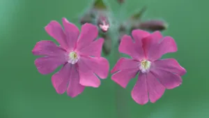 美丽成双的花儿_5