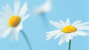 美丽成双的花儿_7