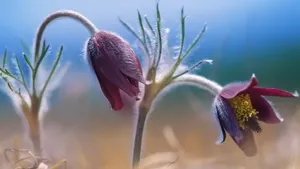 美丽成双的花儿_8