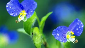 美丽成双的花儿_9