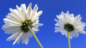 美丽成双的花儿_11